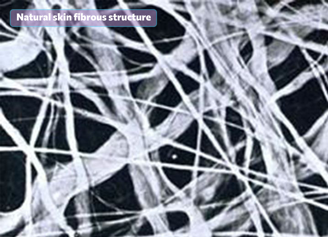 Natural skin fibrous structure