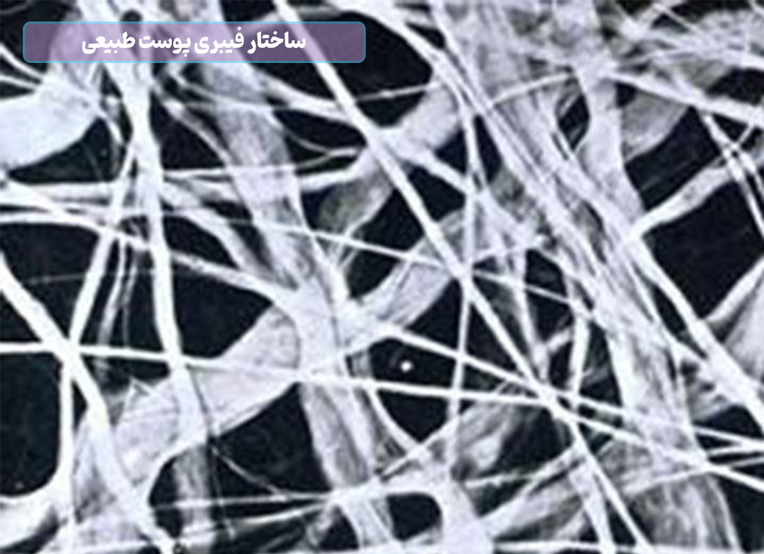 ساختار فیبری پوست